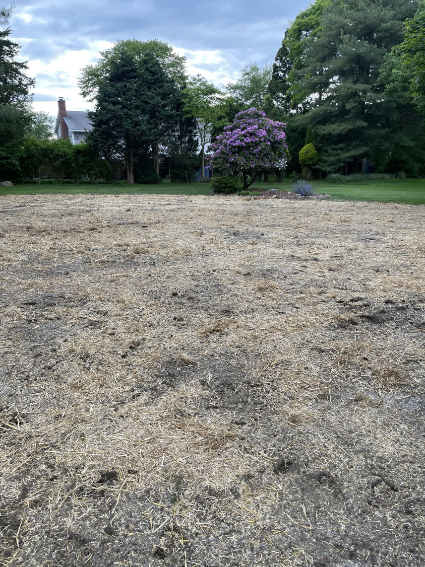 Backyard dirt covered with hay for grass growth.